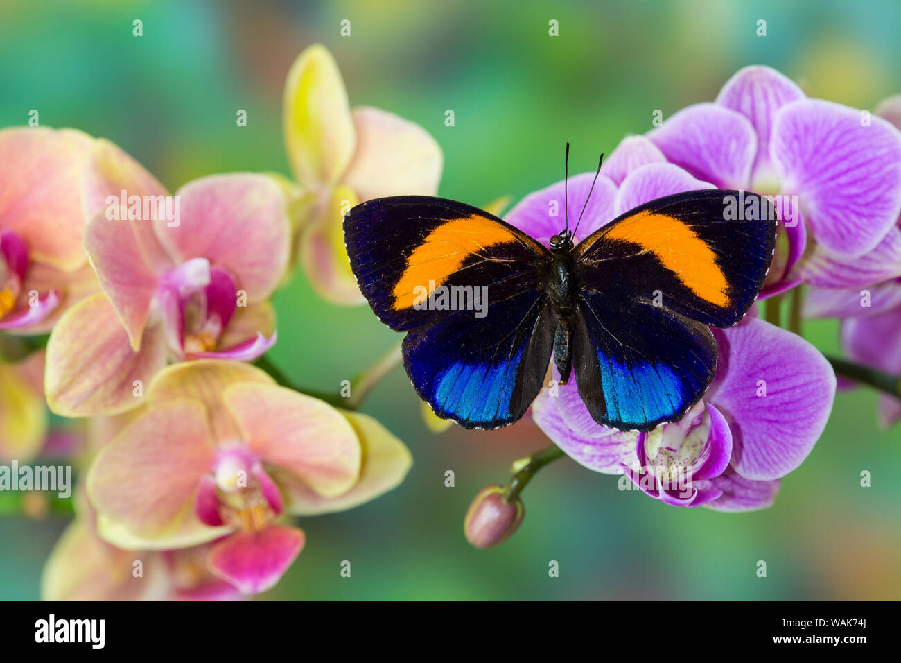 Motte Orchidee, Phalaenopsis und Asterope davisi Schmetterling Stockfoto