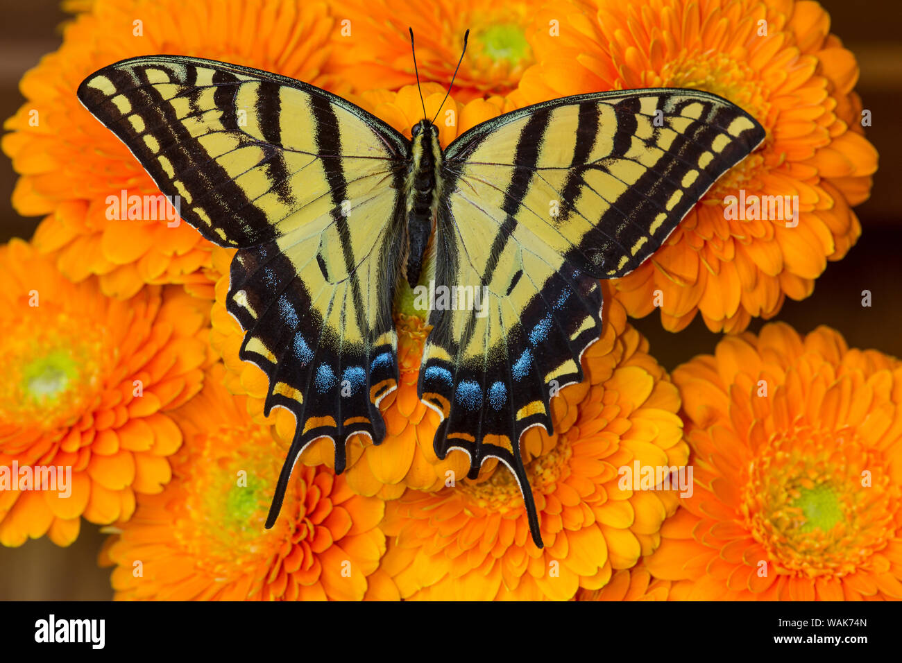 Drei-tailed swallowtail Butterfly weiblichen auf orange Gerber daisies Stockfoto