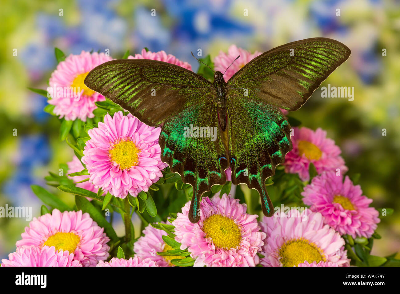 Männliche Papilio syfanius Asiatischen Schwalbenschwanz Schmetterling auf rosa Mamas Stockfoto