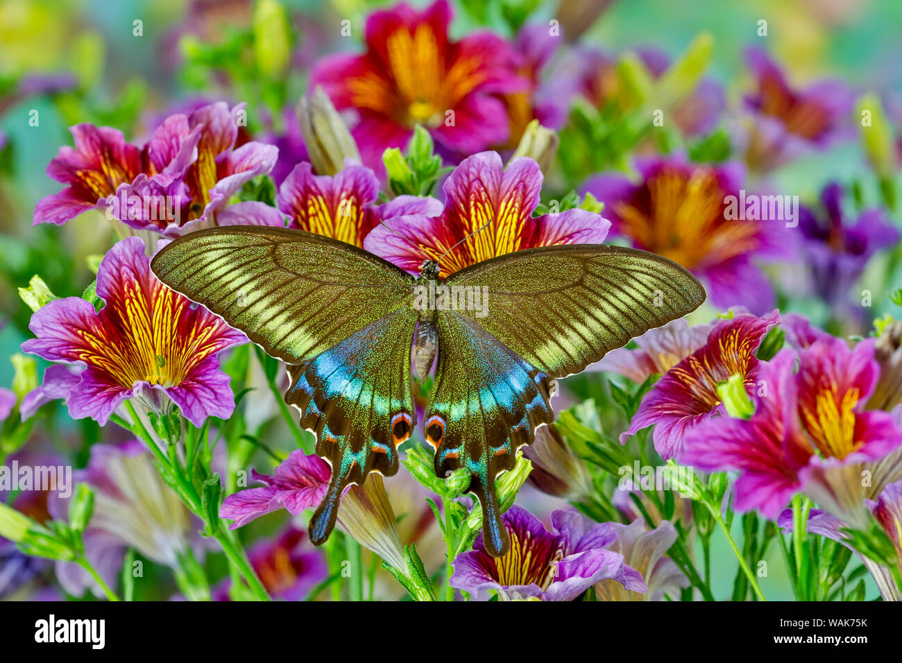 Lila lackiert Zunge Blumen mit weiblichen Asiatischen Schwalbenschwanz Schmetterling, Papilio maackii Stockfoto