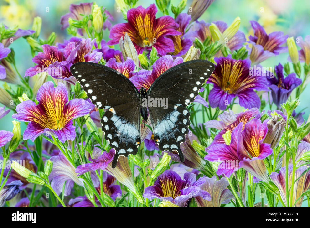 Lila lackiert Zunge Blumen und Pineville North American Schmetterling, Papilio troilus Stockfoto