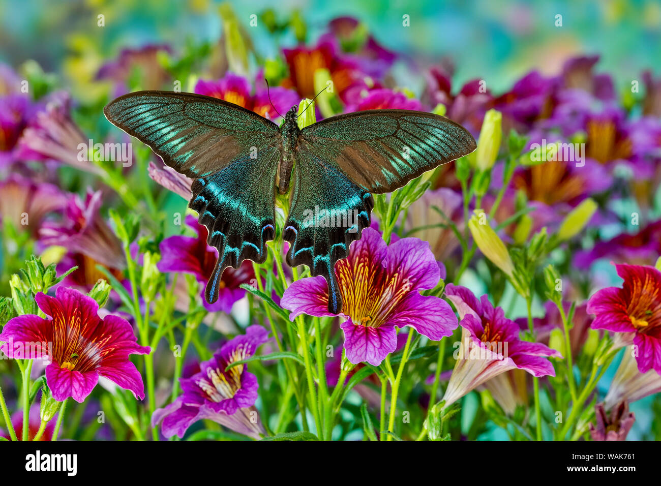 Männliche Papilio syfanius Asiatischen Schwalbenschwanz Schmetterling auf lila lackiert Zunge Blumen Stockfoto