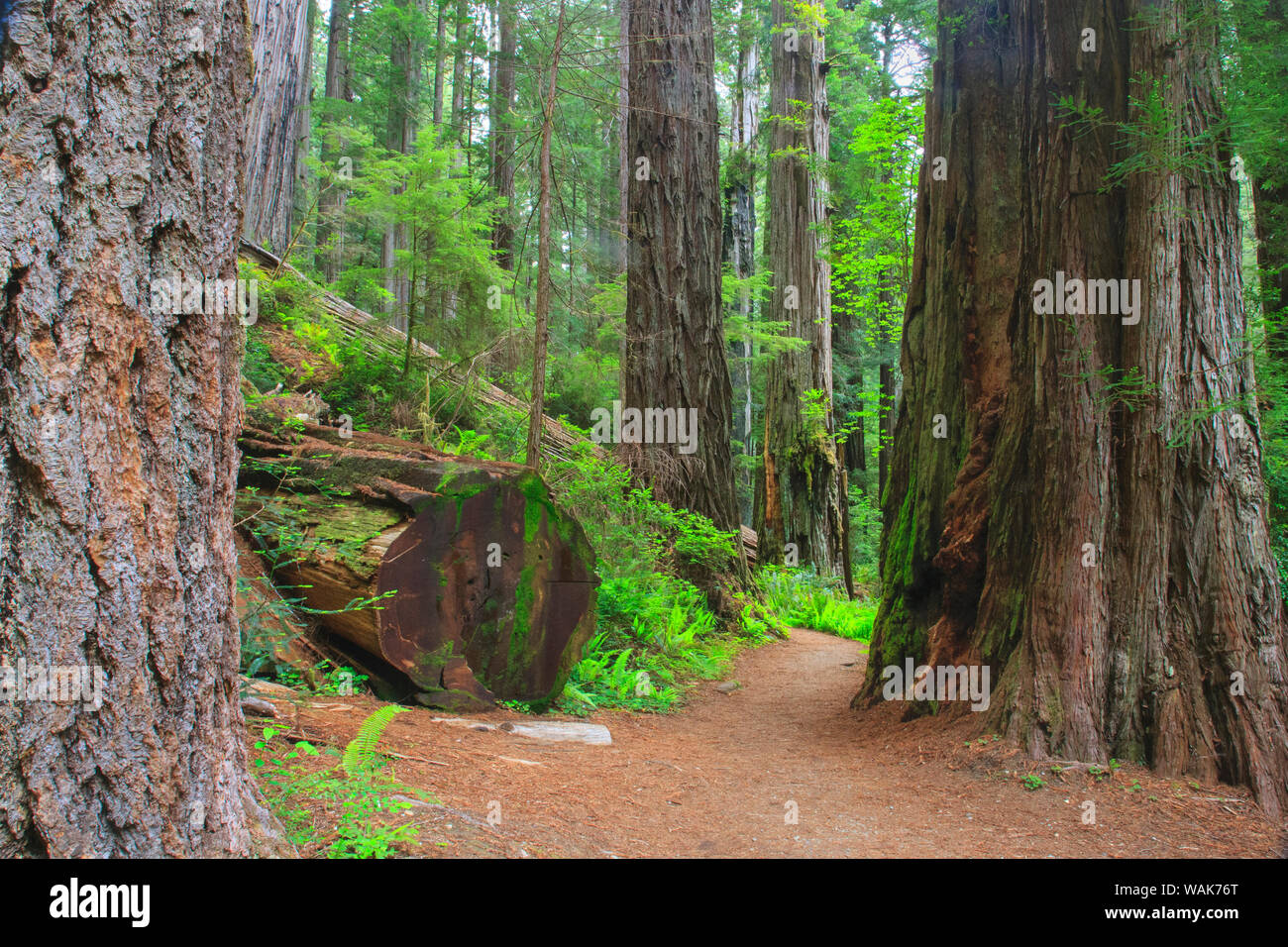 Einer der vielen Wanderwege durch Redwoods National Park. Ist man von der riesigen, alten Mammutbäume in den Schatten gestellt. Stockfoto