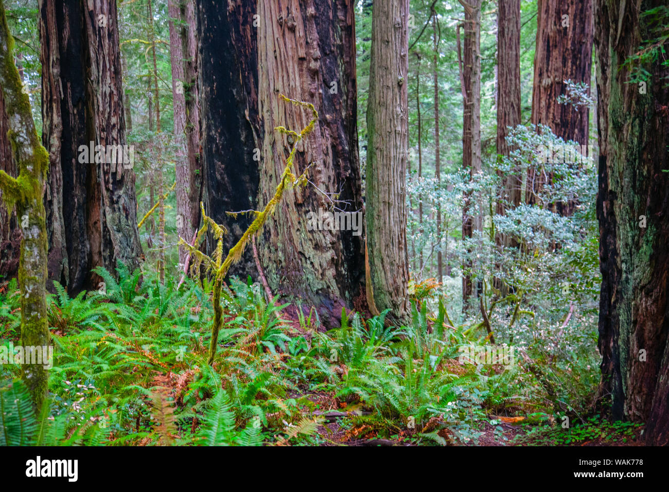 Ein Hain von riesigen redwoods in den Lady Bird Johnson Grove der Redwood National Park Stockfoto