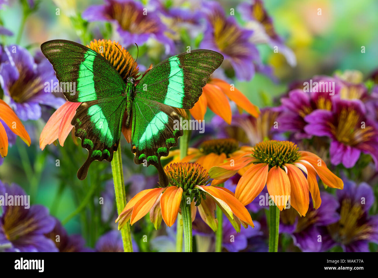 Grüner Schwalbenschwanz Schmetterling, Papilio Palinurus-arten daedelus auf orange coneflowers und malte Zunge Stockfoto