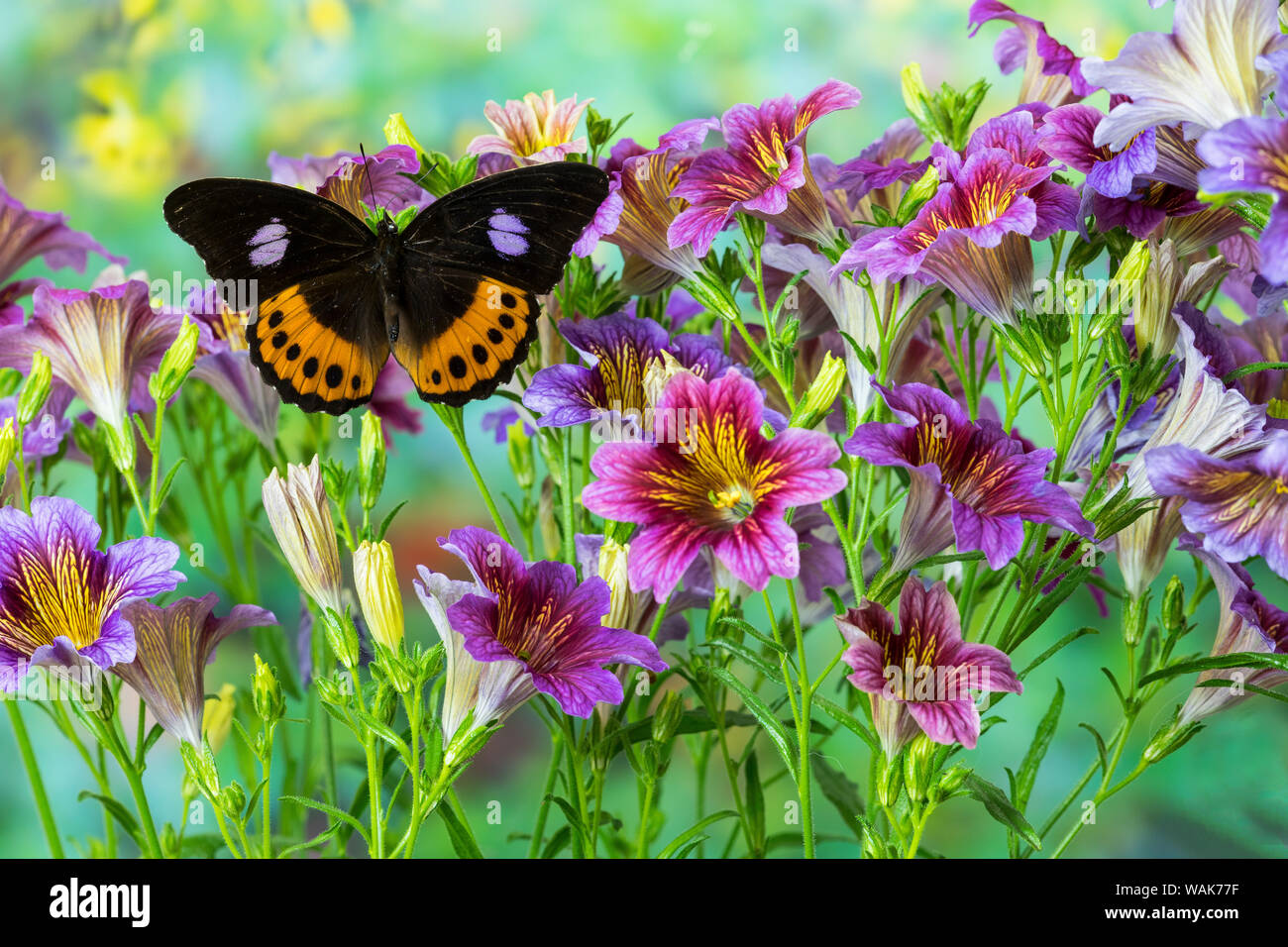 Orange, Schwarz, Lila tropischer Schmetterling, Hypolimnas pandarus Pandora, mit einer großen Gruppe von blühenden Blumen gemalt Zunge. Stockfoto