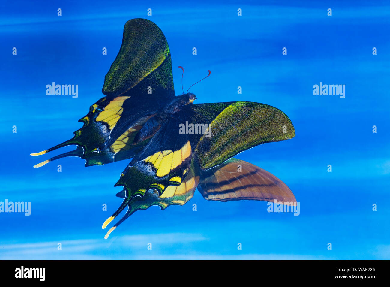 Seltene Schwalbenschwanz Schmetterling, Teinopalpus imperialis, Reflexion in Blau Stockfoto