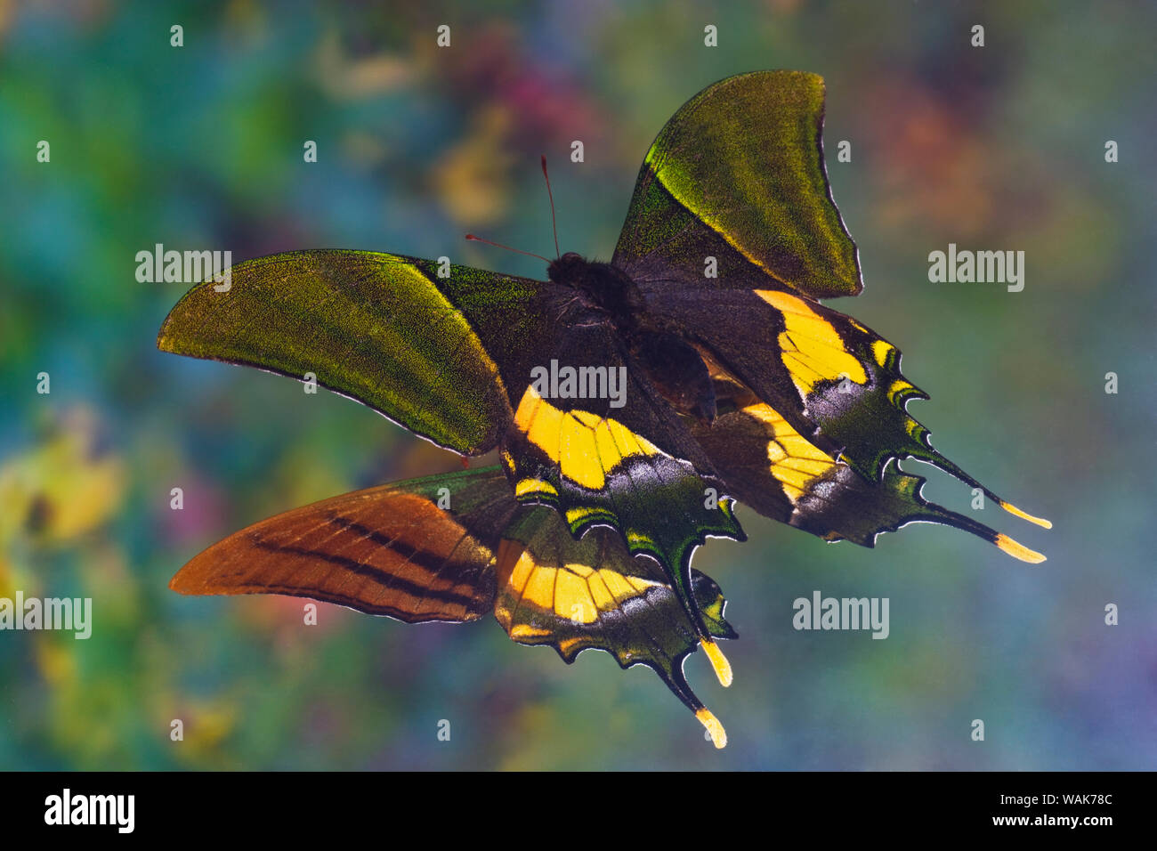 Seltene Schwalbenschwanz Schmetterling, Teinopalpus imperialis, Reflexion Stockfoto