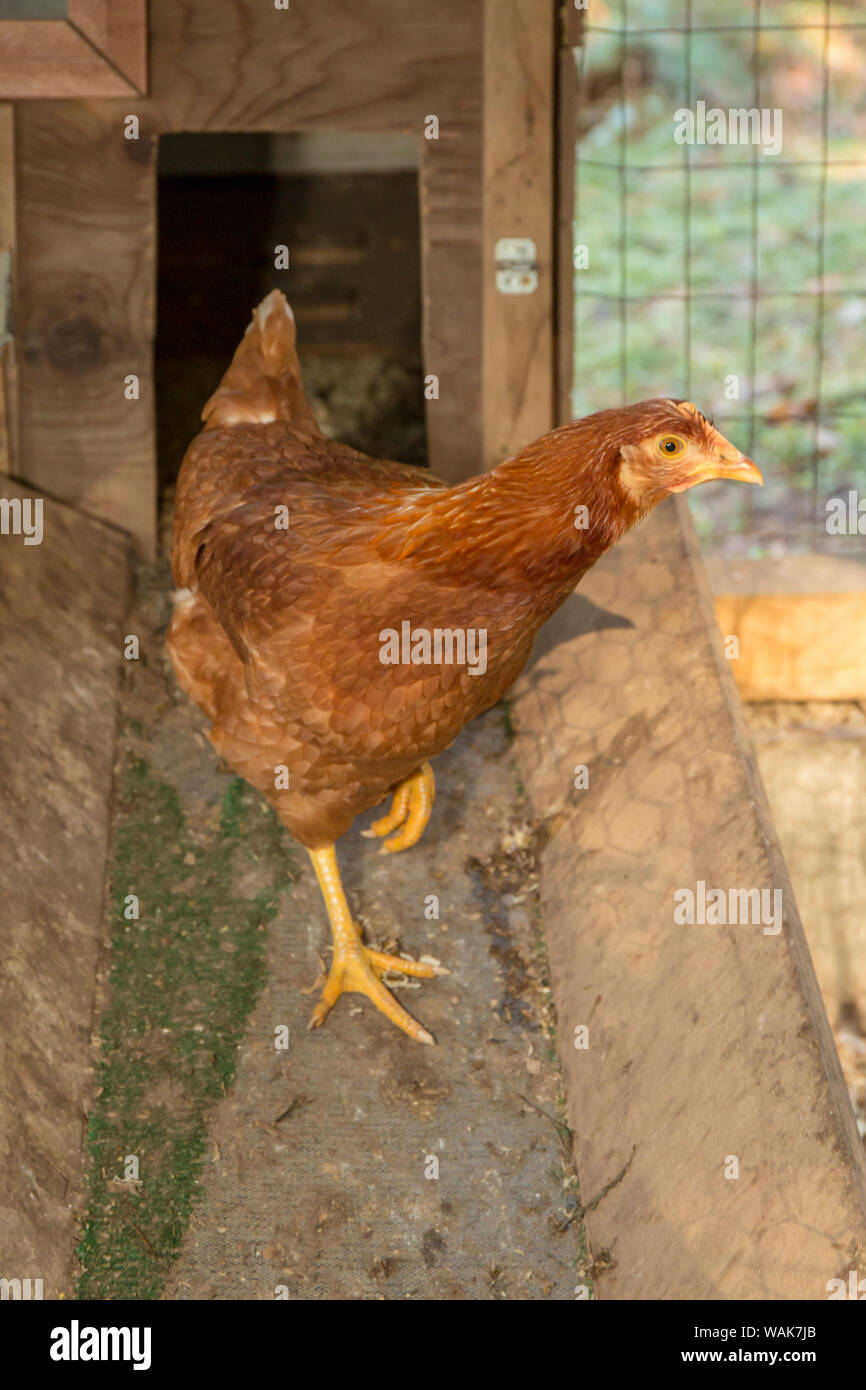 Issaquah, Washington State, USA. Red Star (oder Golden Buff, Comet, goldene Comet, goldene Sex Link, Isa Braun, Rot Sex Link) Henne gehen auf eine Rampe aus ihren Nistplatz im Inneren eine maßgeschneiderte Hühnerstall. Stockfoto