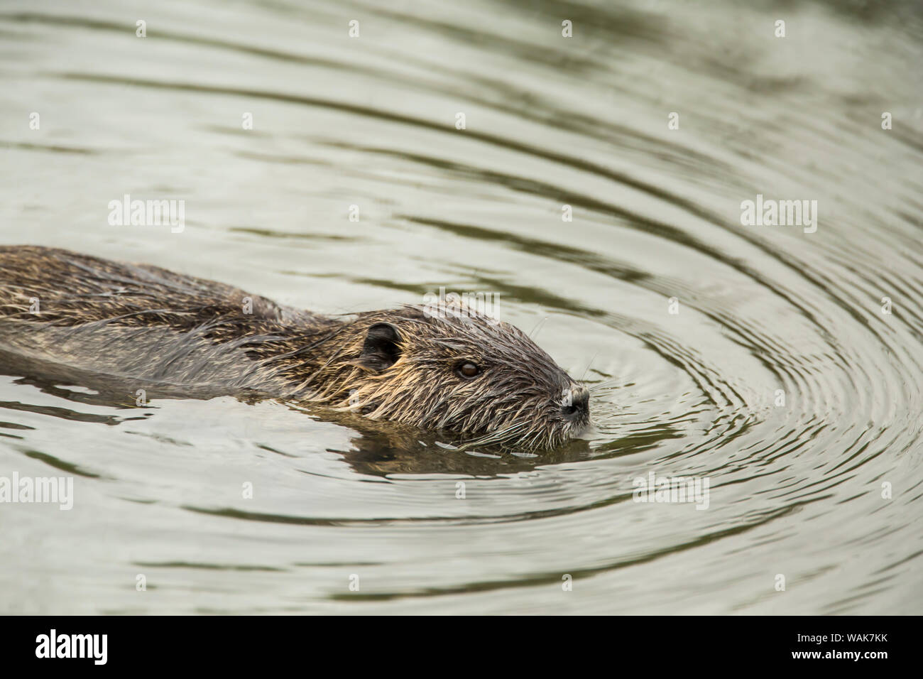 Aberdeen, Washington State, USA. Nutria schwimmen in Ridgefield National Wildlife Refuge. Nutrias, auch als der Fluss Ratte oder nutria genannt, ist eine große, Allesfresser, semi-aquatischen Nagetier. Stockfoto
