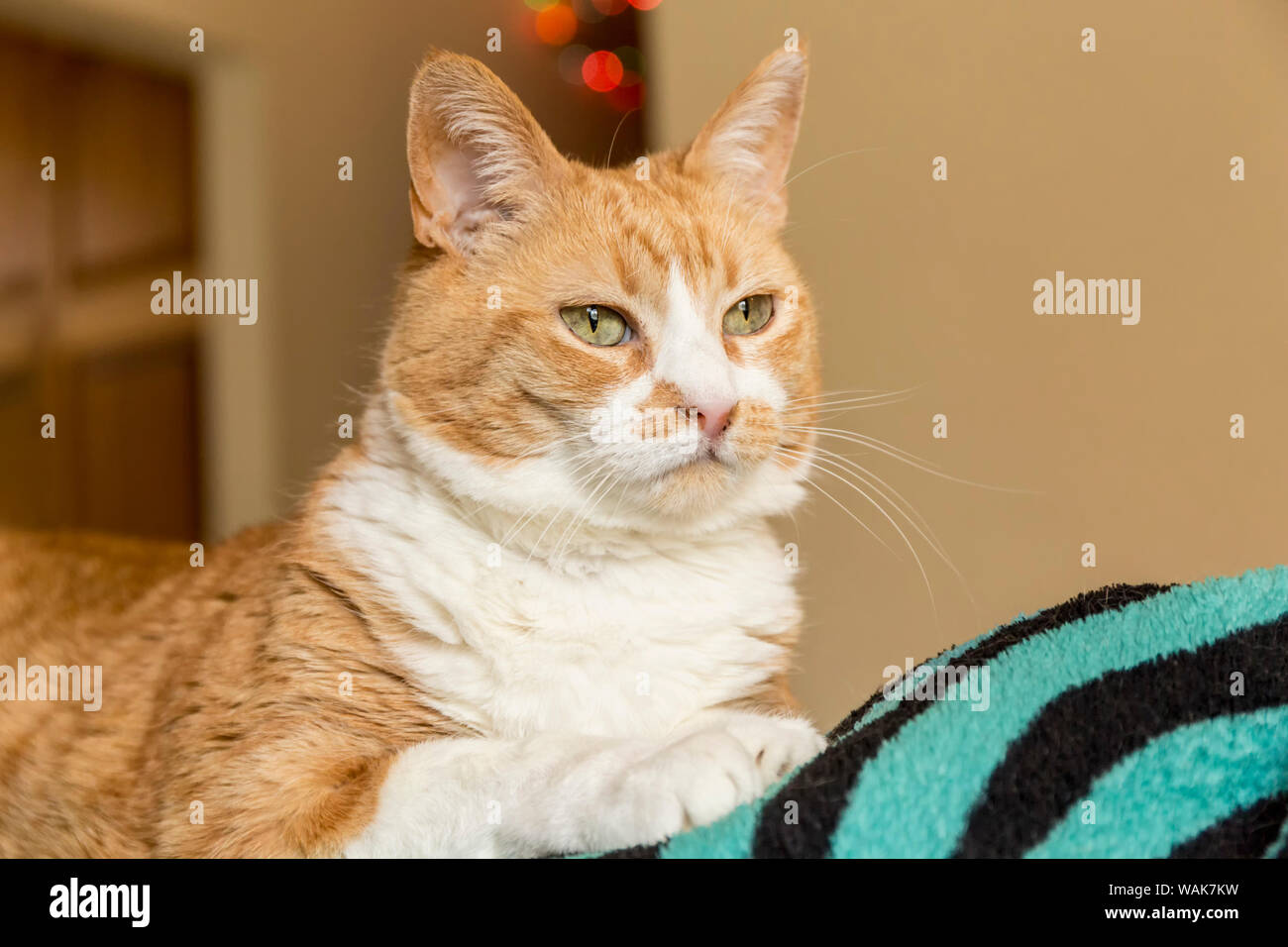 Inländische kurze Haare Katze, tief in Gedanken (PR) Stockfoto