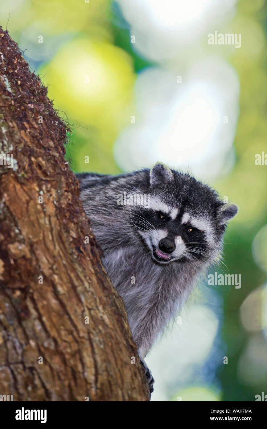 Issaquah, Washington State, USA. Wild Mutter Waschbär Knurren in einem Baum, ihre Jungen zu schützen. Stockfoto