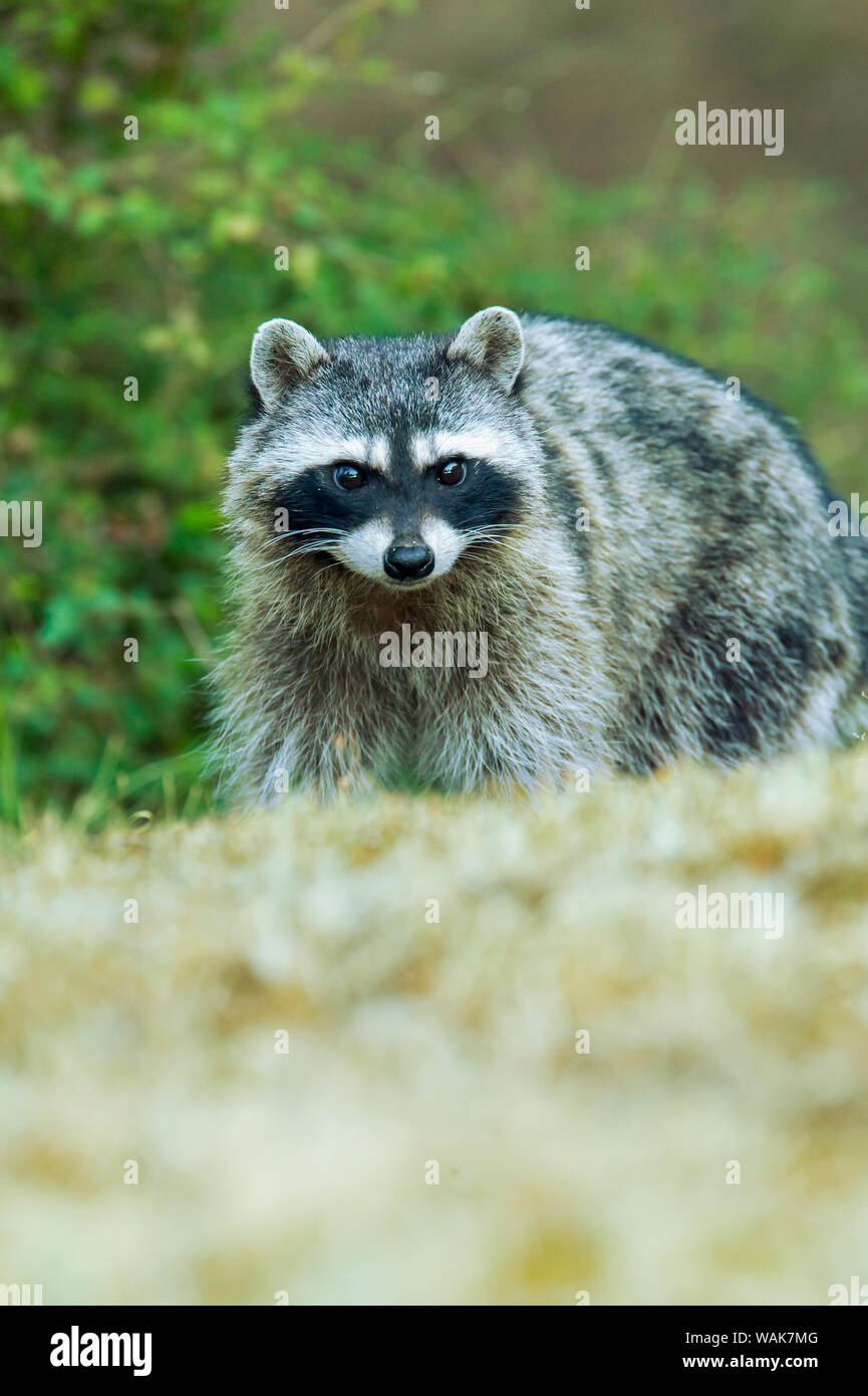 San Juan Island, Washington State, USA. Gemeinsame Waschbär (Procyon Lotor) zu Fuß in einem Feld. Stockfoto