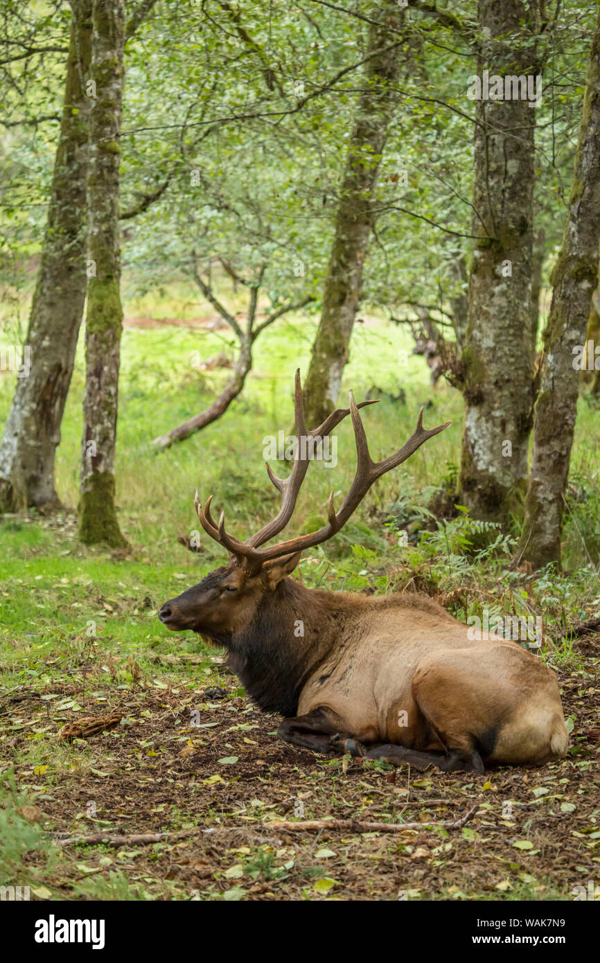 Eatonville, Washington State, USA. Amerikanischer Elch stier in Northwest Trek Wildlife Park ausruhen. Stockfoto