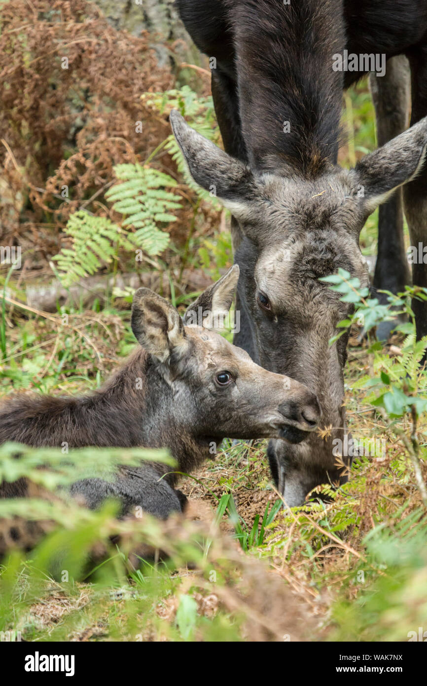 Eatonville, Washington State, USA. Elch Kalb ruht, während seine Mutter in der Nähe, Northwest Trek Wildlife Park isst. Stockfoto