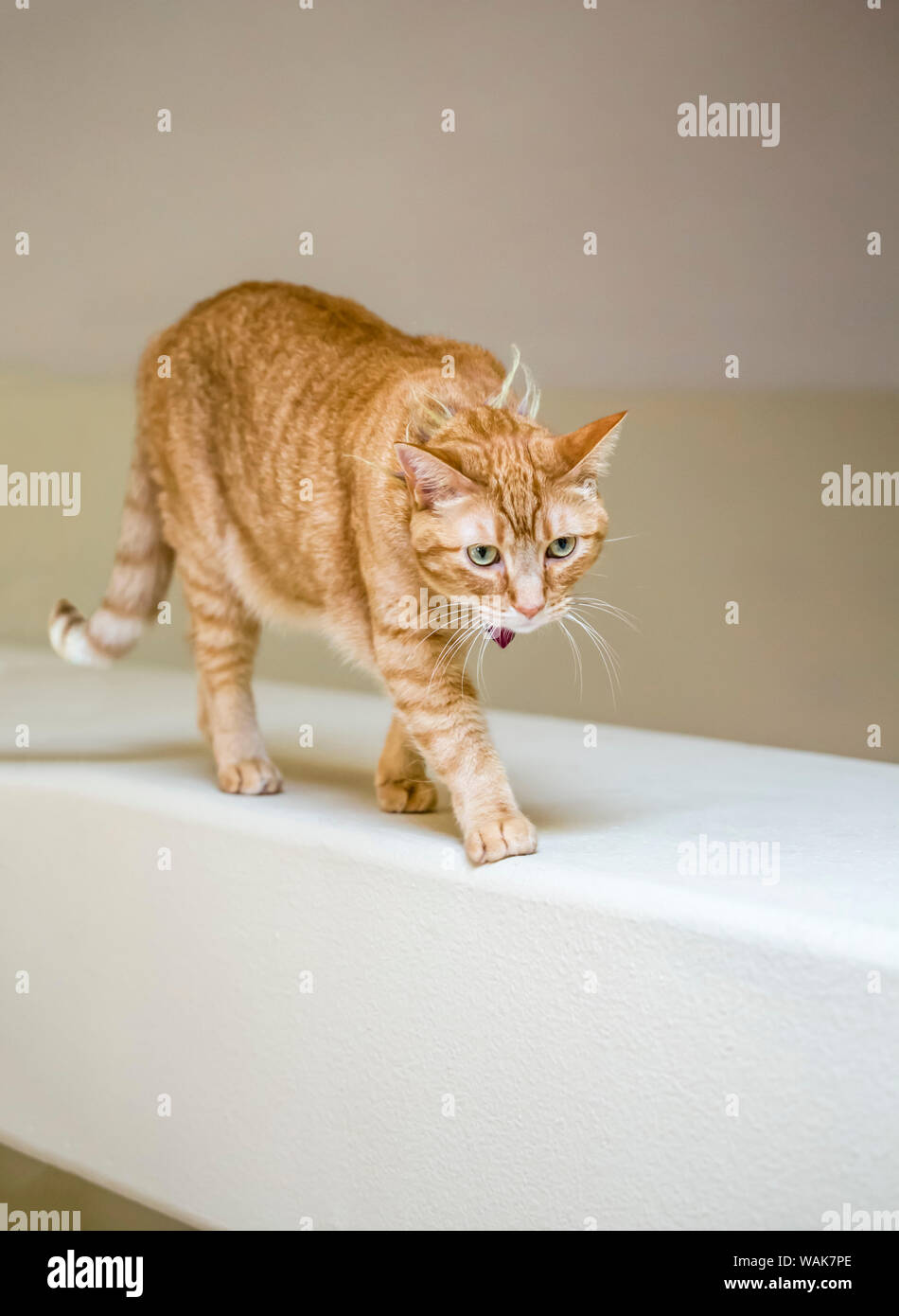 Issaquah, Washington State, USA. Katze, die über eine hohe freiliegende Balken in einem Haus. (PR) Stockfoto