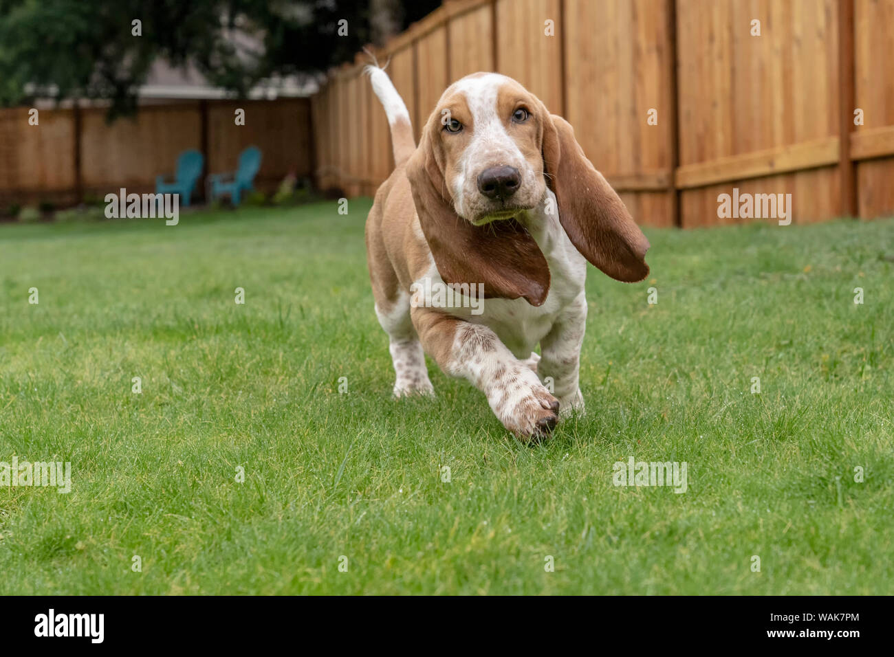 Renton, Washington State, USA. Fünf Monate alten Basset Hound Welpe läuft in seinem Hof. (PR) Stockfoto