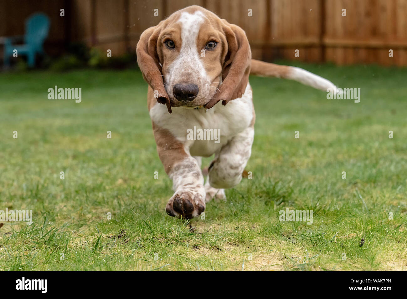 Renton, Washington State, USA. Monat fünf alten Basset Hound Welpen laufen in seiner nassen Yard, wodurch Wasser bis zu geworfen werden. (PR) Stockfoto