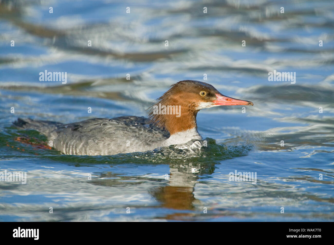 Marblemount, Washington State, USA. Erwachsene Frau gemeinsame Merganser, Schwimmen in einem Bach. Stockfoto