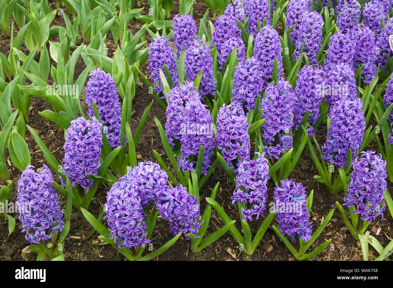 Mount Vernon, Washington State, USA. Blaue Jacke Hyazinthen (Hyacinthus orientalis). Stockfoto