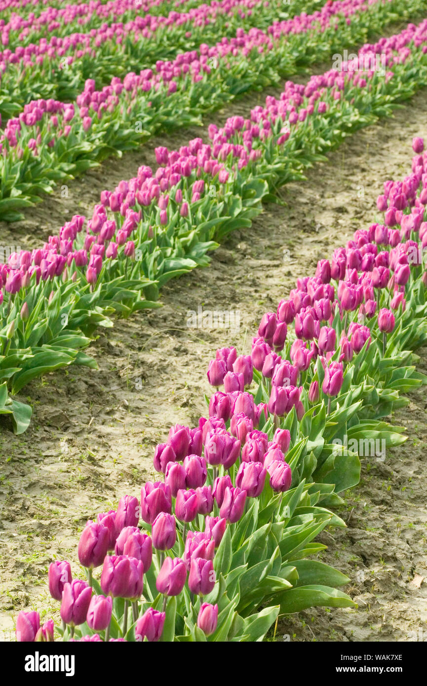 Mount Vernon, Washington State, USA. Bereich der lila Tulpen. Stockfoto