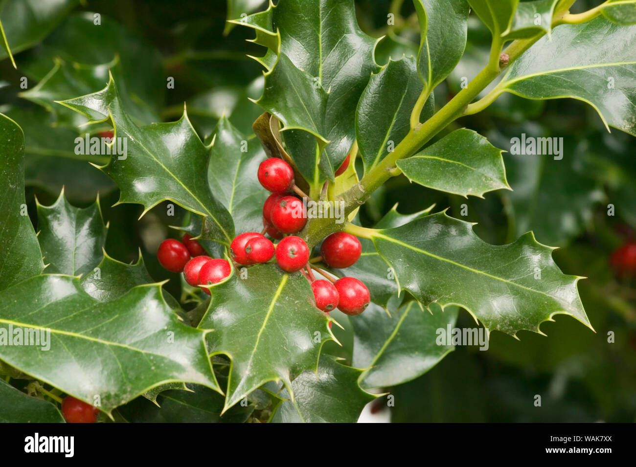 Mount Vernon, Washington State, USA. Englisch Stechpalme (Ilex Aquifolium) mit roten Beeren. Stockfoto
