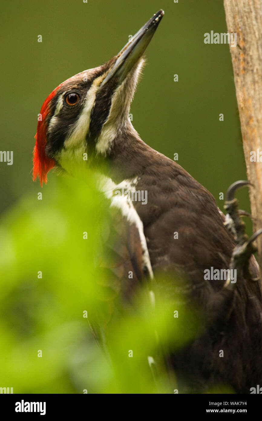 Issaquah, Washington State, USA. Pileated Woodpecker close-up auf einem Baumstamm. Stockfoto