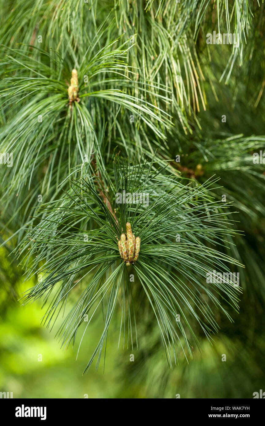 Issaquah, Washington State, USA. Neues Wachstum auf dem Zweig Tipps von Western White Pine (Pinus monticola). Die Nadeln sind fein gezahnt, in faszikeln (Bundles) von fünf, mit einem Laub- Ummantelung. Stockfoto