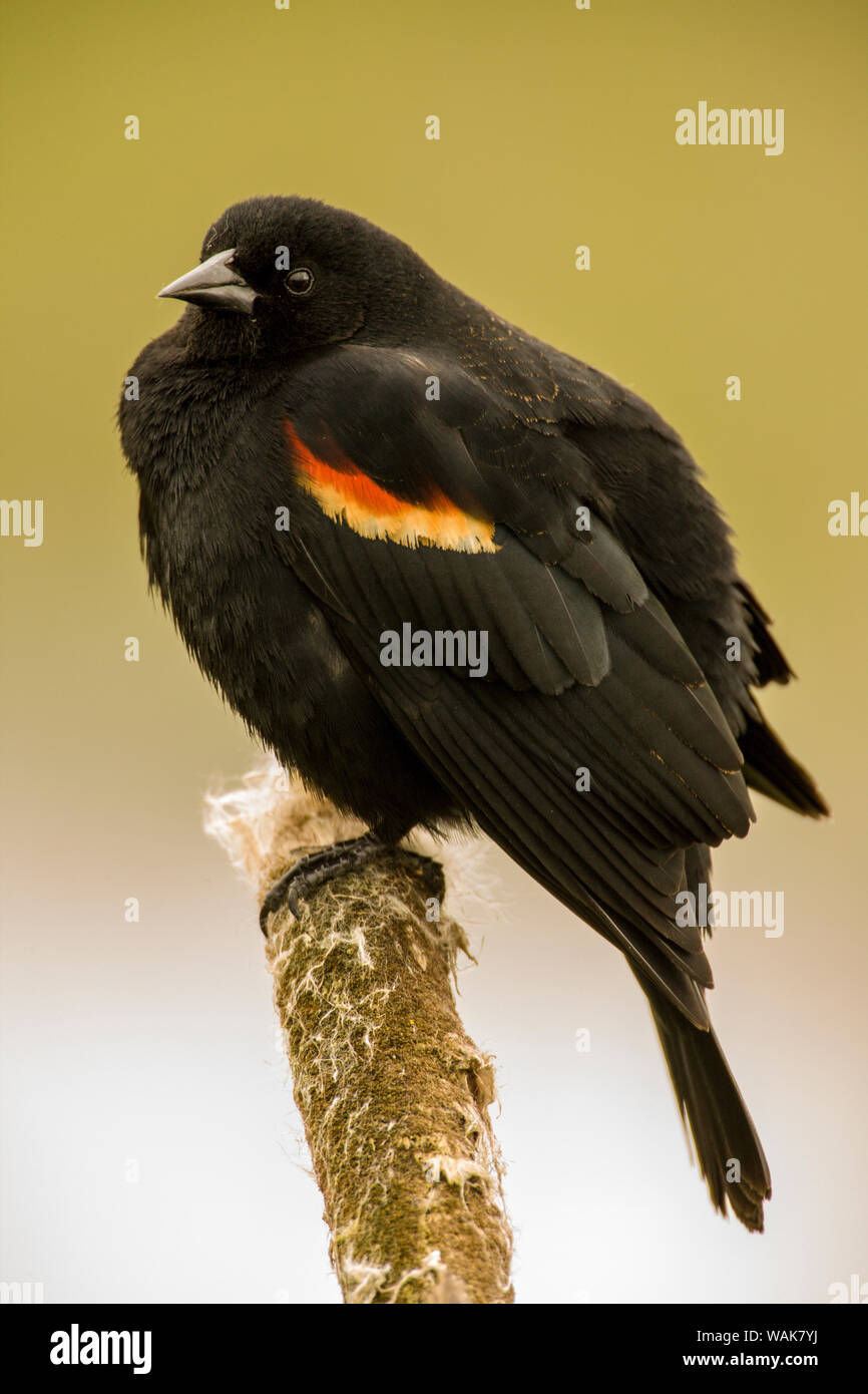 Ridgefield National Wildlife Refuge, Ridgefield, Washington State, USA. Fluffed-männlich Red-winged blackbird auf einem cattail. Stockfoto