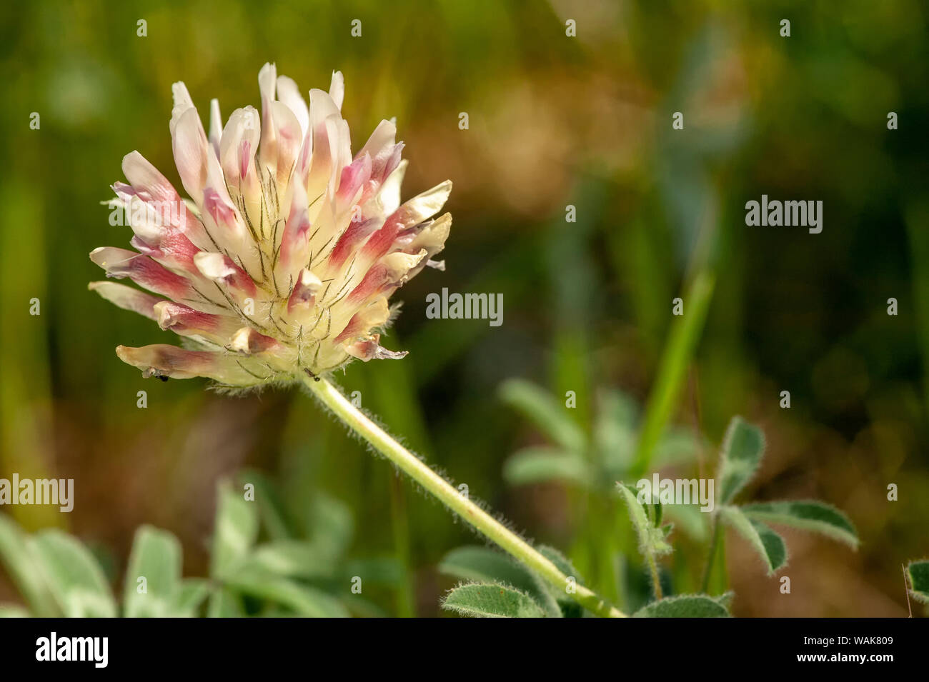 Issaquah, Washington State, USA. Largehead KLEE (Trifolium macrocephalum) Wildflower. Stockfoto