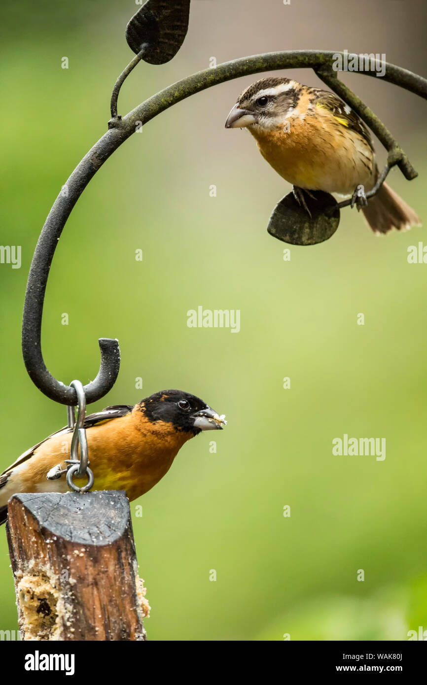 Issaquah, Washington State, USA. Männlich black-headed grosbeak Essen aus einem Protokoll Nierenfettzufuhr, mit seinem Gehilfen antizipieren, im Frühling. Stockfoto