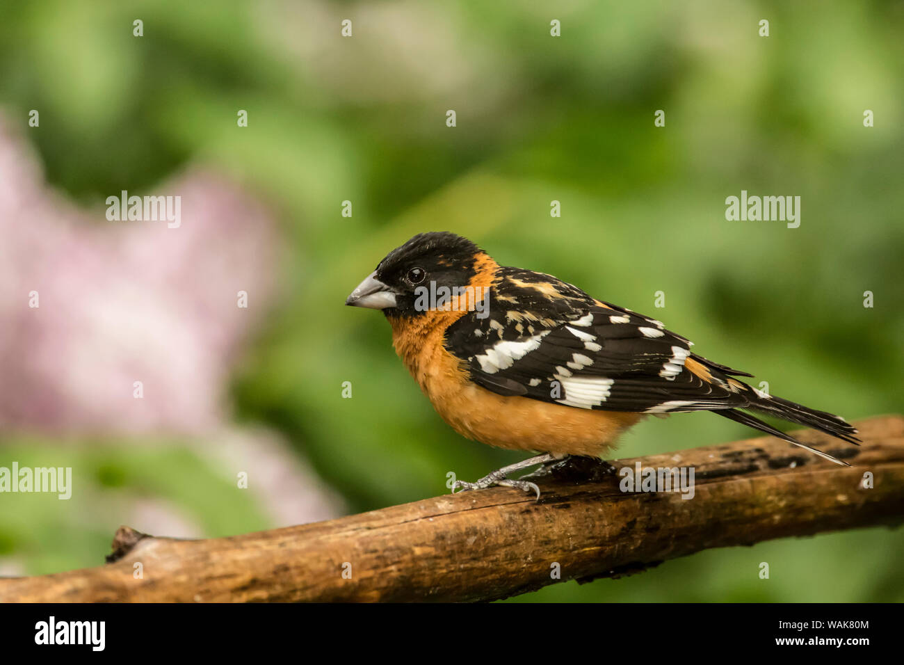 Issaquah, Washington State, USA. Männlich black-headed grosbeak auf einem toten Zweig. Stockfoto