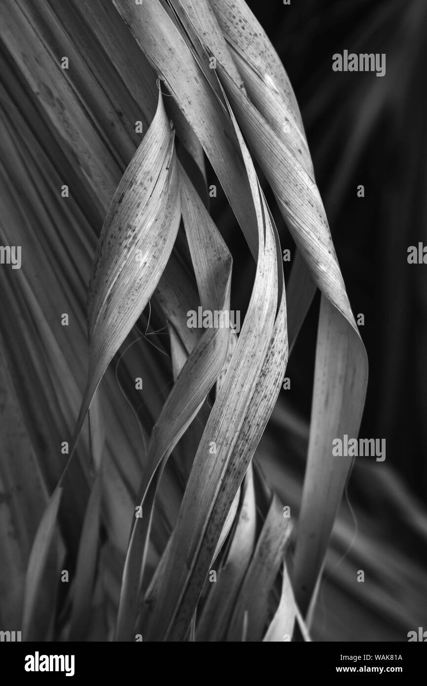 Palmwedel, Coachella Valley, 1000 Palms Oasis bewahren, Kalifornien Stockfoto
