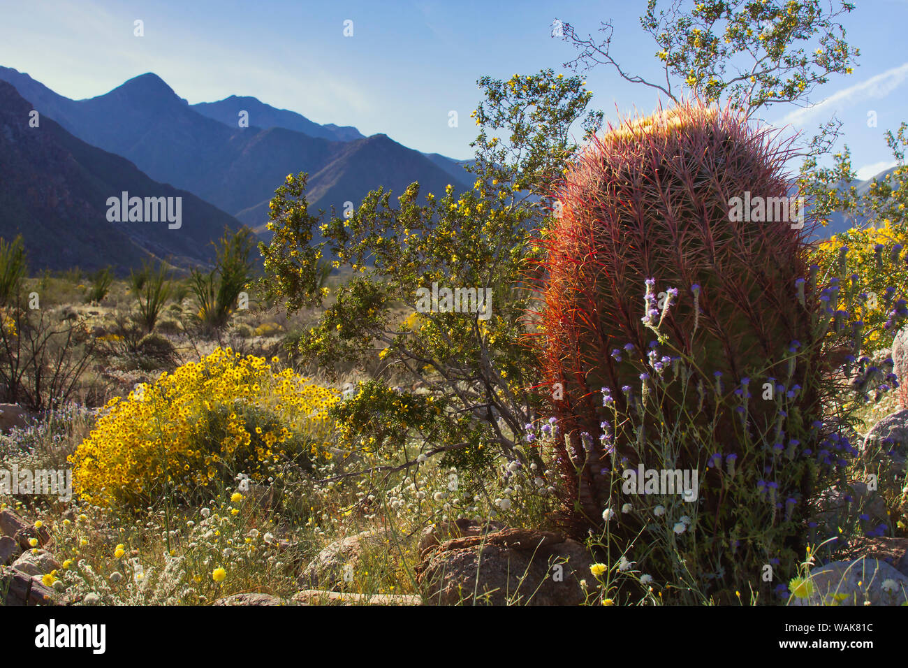 Wildblumen, Anza Borrego Desert State Park, Kalifornien Stockfoto