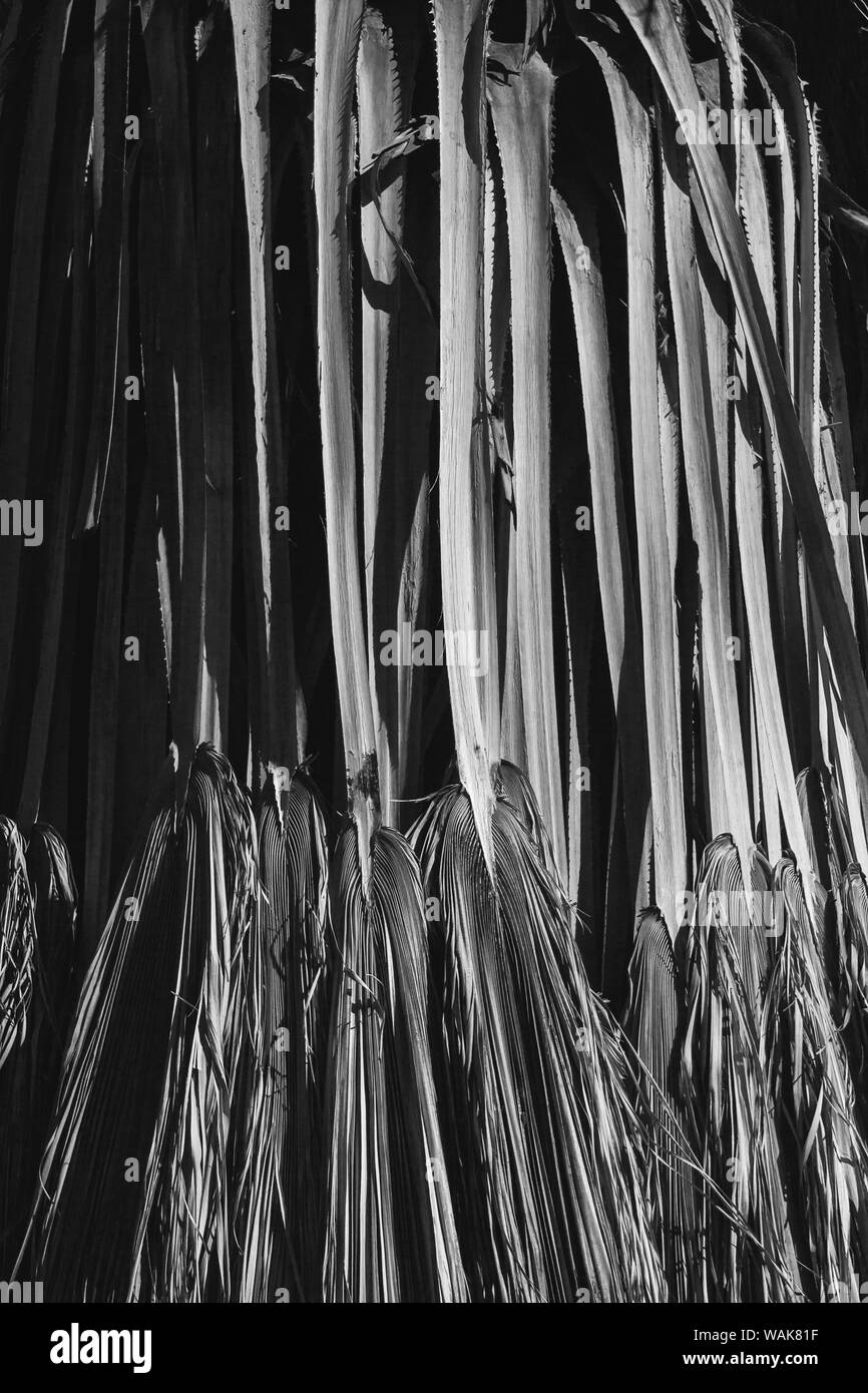 Palmwedel, Coachella Valley, 1000 Palms Oasis bewahren, Kalifornien Stockfoto