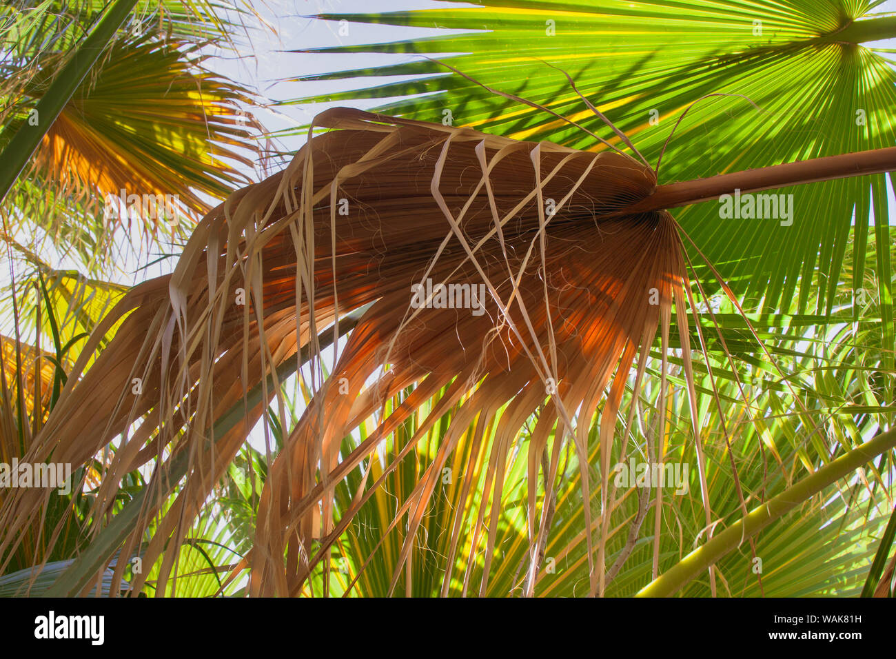 Palmwedel, Coachella Valley, 1000 Palms Oasis bewahren, Kalifornien Stockfoto
