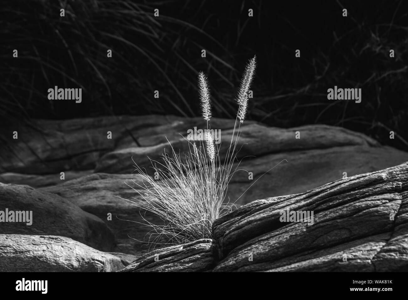 Indian Canyons, Colorado Wüste, Kalifornien Stockfoto
