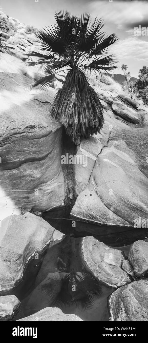 Indian Canyons, Palm Springs, Kalifornien Stockfoto