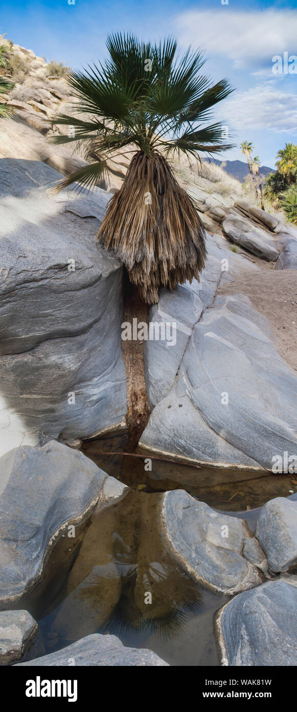 Indian Canyons, Palm Springs, Kalifornien Stockfoto