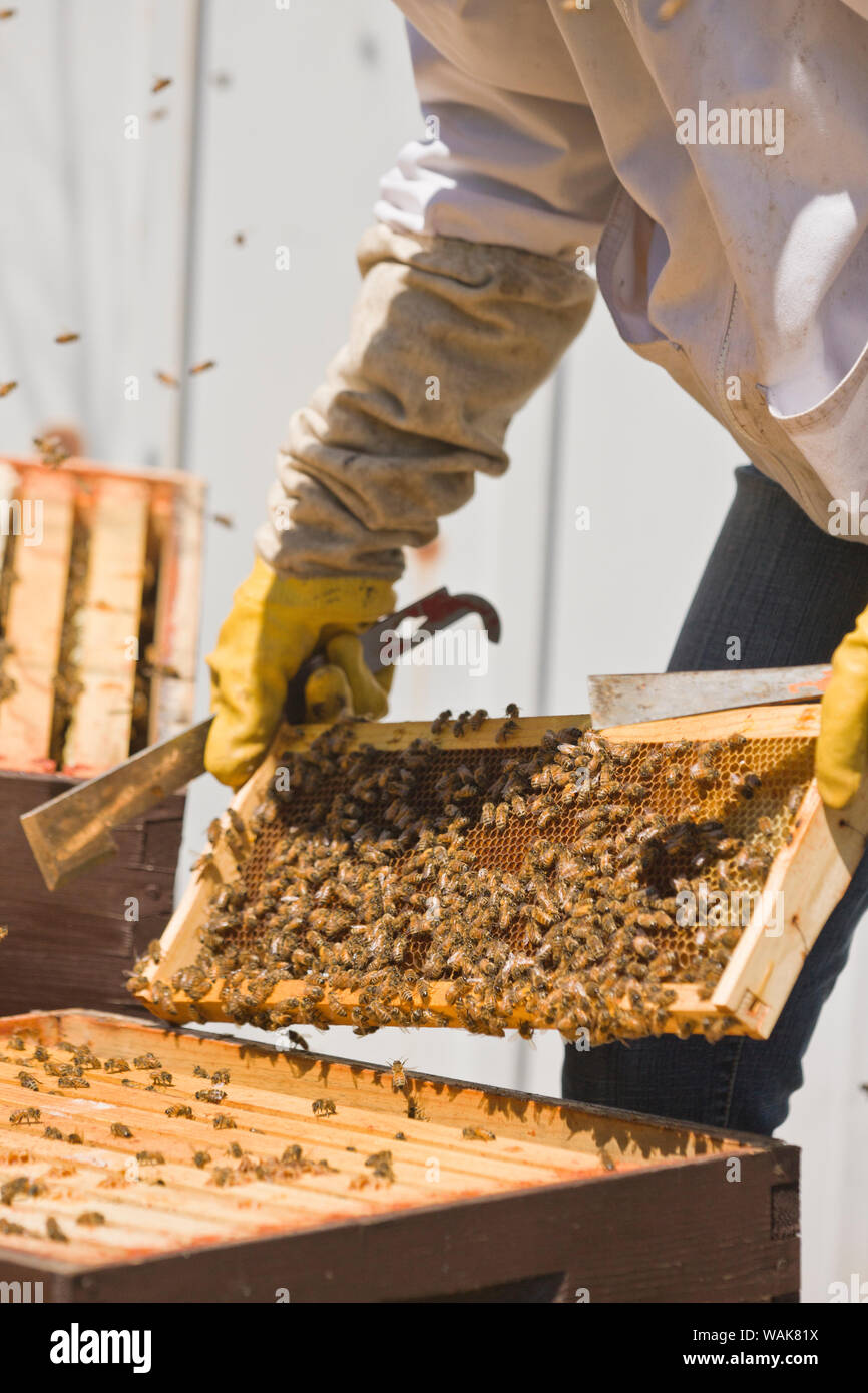 Seattle, Washington State, USA. Weibliche Imker Kontrolle der Gesundheit der Bienenkorb. (MR) Stockfoto