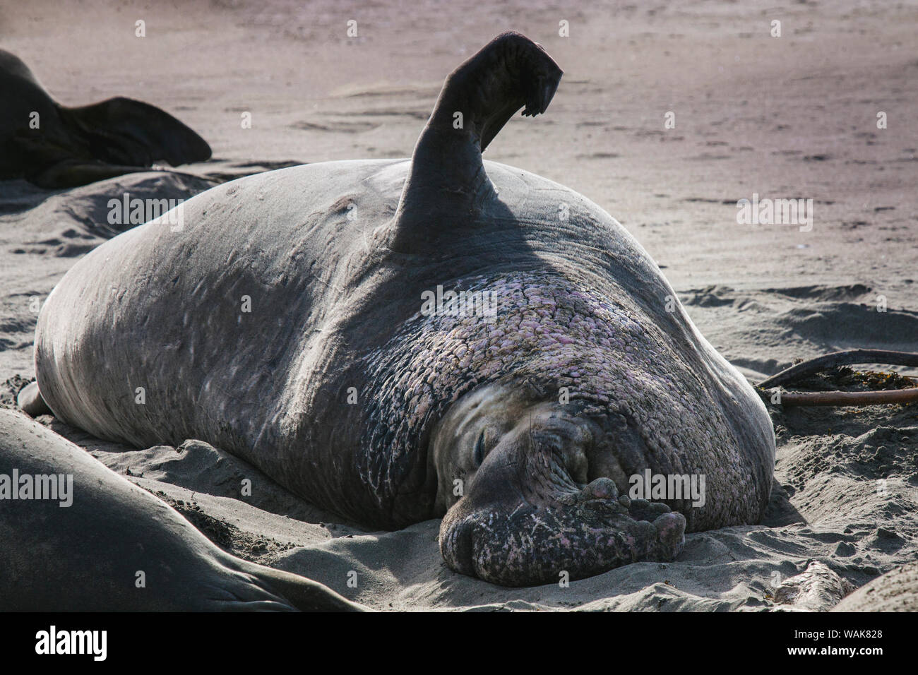 Seeelefanten, San Simeon, Kalifornien Stockfoto