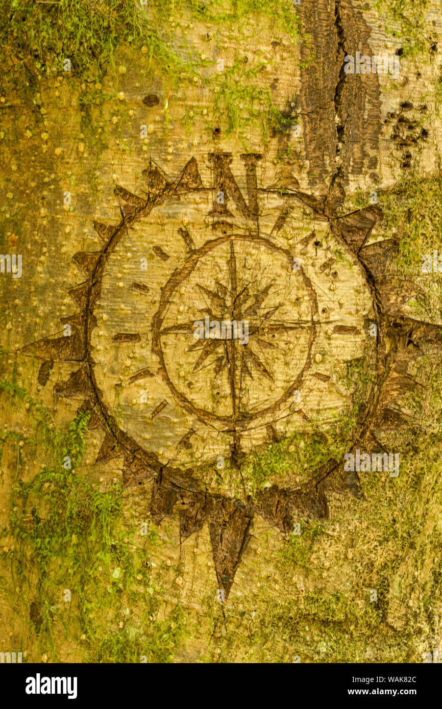 Issaquah, Washington State, USA. Das Schnitzen eines Kompasses auf einem Bemoosten Baum. Stockfoto