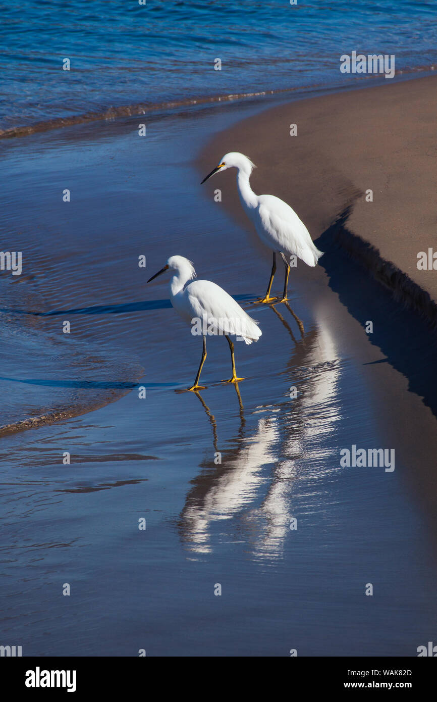 Reiher, Wellenbrecher, Santa Barbara, Kalifornien Stockfoto