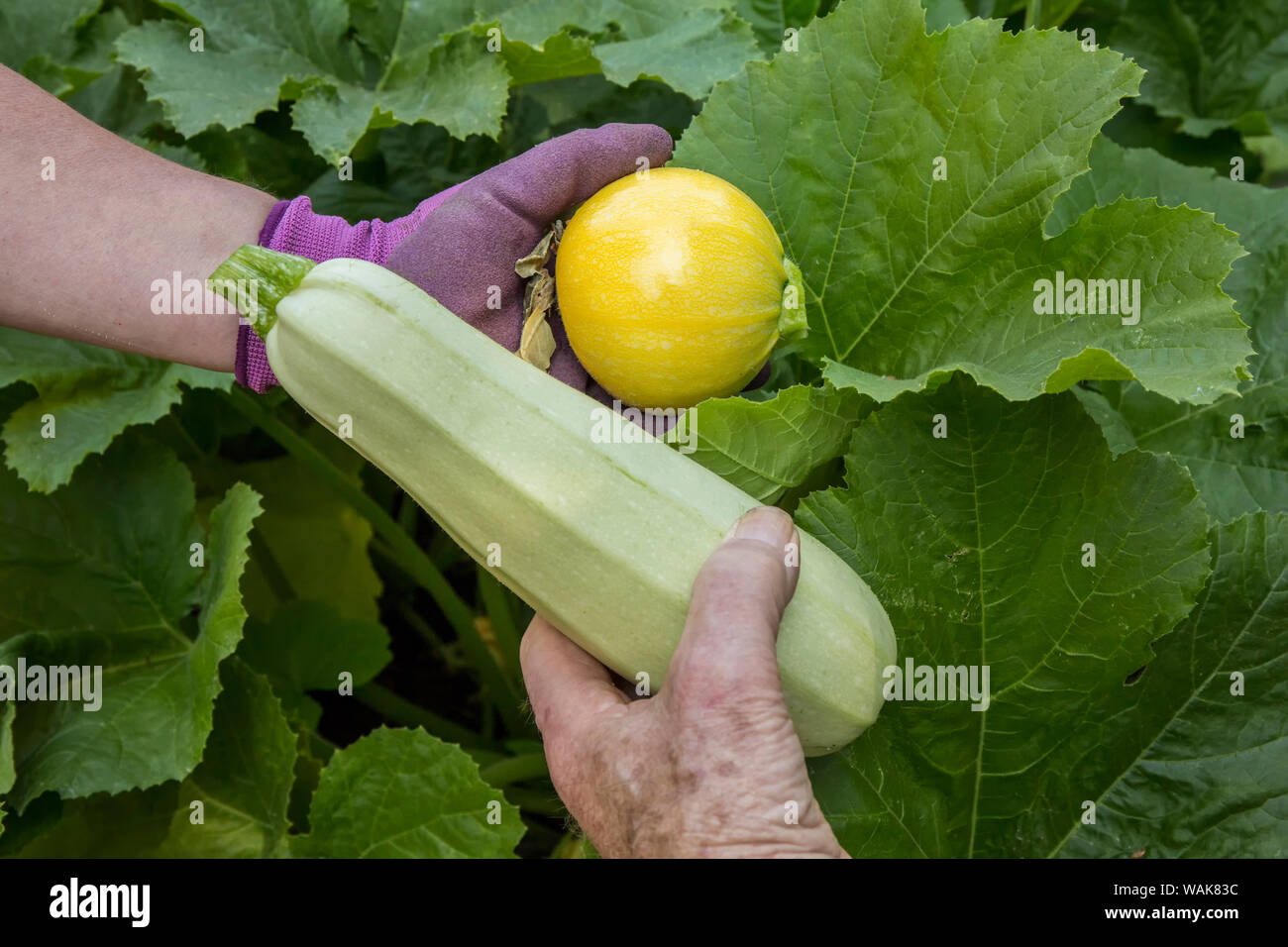 Bellevue, Washington State, USA. Frau mit frisch geernteten ein Ball Squash und ein Mann mit einem cavili Squash. (MR) Stockfoto