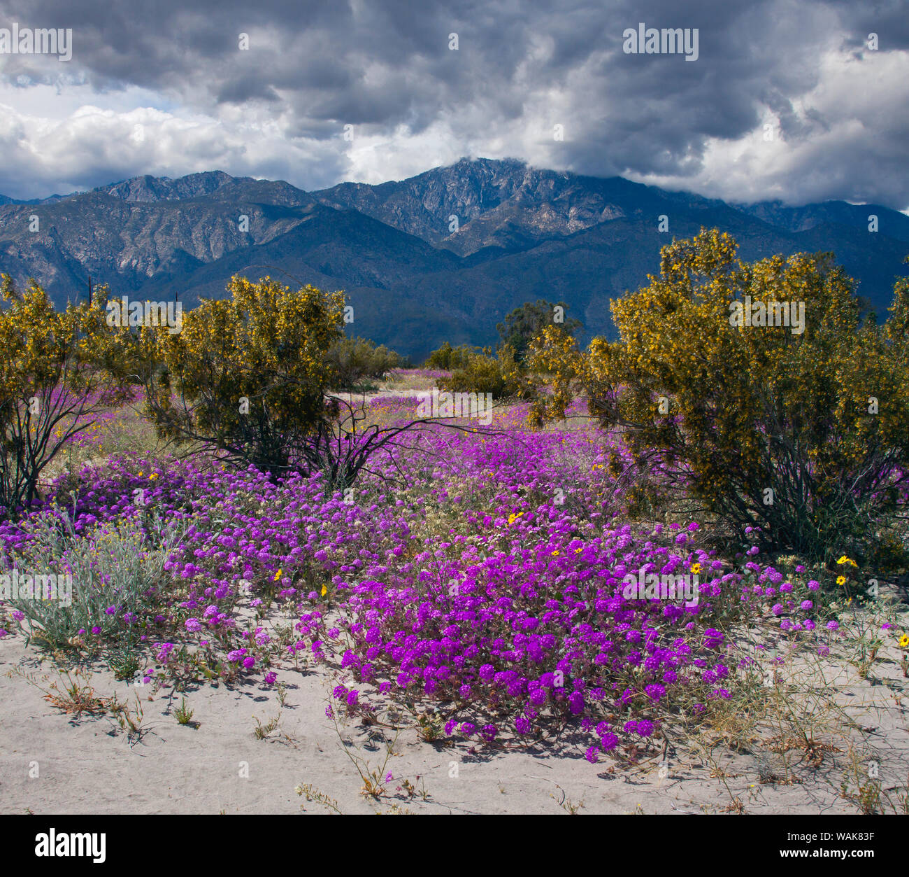 Wildblumen im Frühling, Coachella Valle Stockfoto