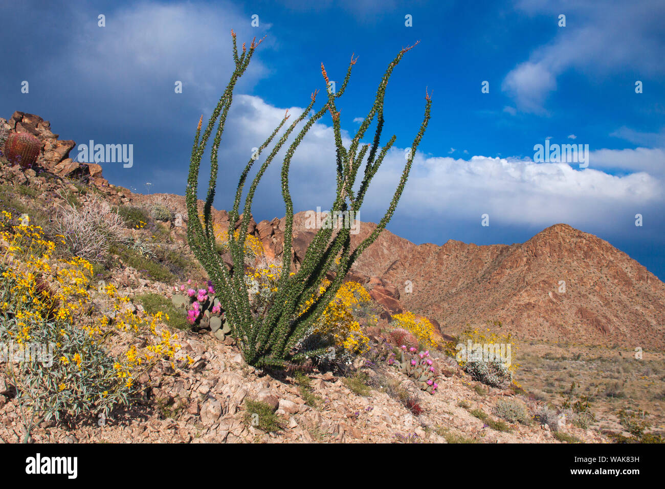 Wildblumen, Joshua Tree National Park, Kalifornien Stockfoto