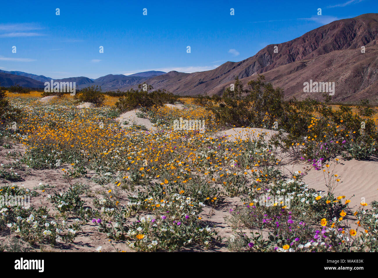 Wildblumen, Anza Borrego Desert State Park, Kalifornien Stockfoto