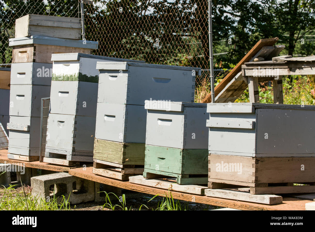 Maple Valley, Washington State, USA. Gepflegte Langstroth-Stil Bienenstöcke erwarten neben der Imker besuchen. Stockfoto