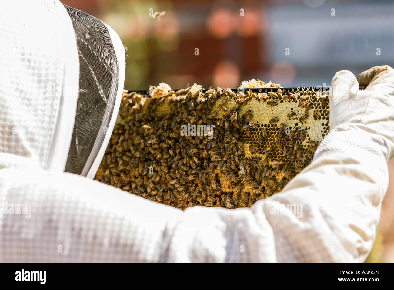 Maple Valley, Washington State, USA. Weibliche Imker Kontrolle der Gesundheit der Honig in einem Rahmen. Dieser Rahmen ist teilweise mit wunderschönen weißen Bienenwachs begrenzt, noch nicht reif für die Ernte. (Redaktionelle nur verwenden) Stockfoto