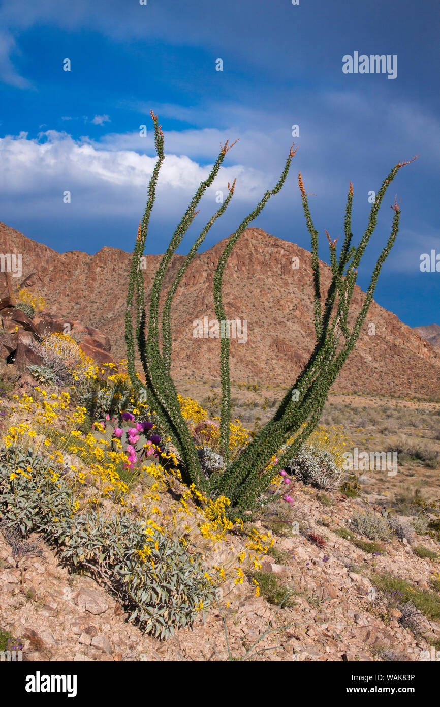 Wildblumen, Joshua Tree National Park, Kalifornien Stockfoto